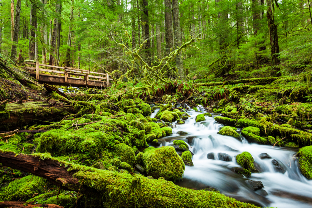 small waterfall in a creek in a very green forest in Olympic National Park Washington State