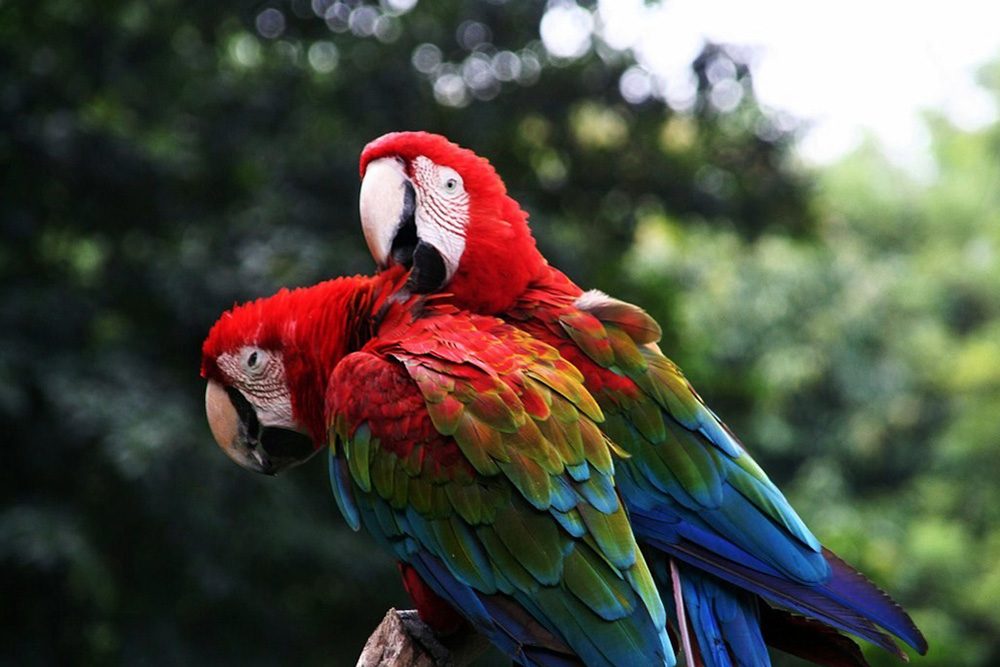 scarlet macaws in the Peruvian Amazon