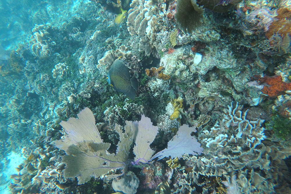 Snorkeling in the clear water in Belize.