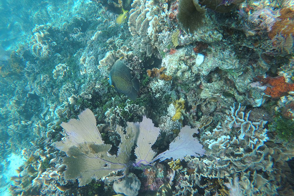 Snorkeling in the clear water in Belize. 