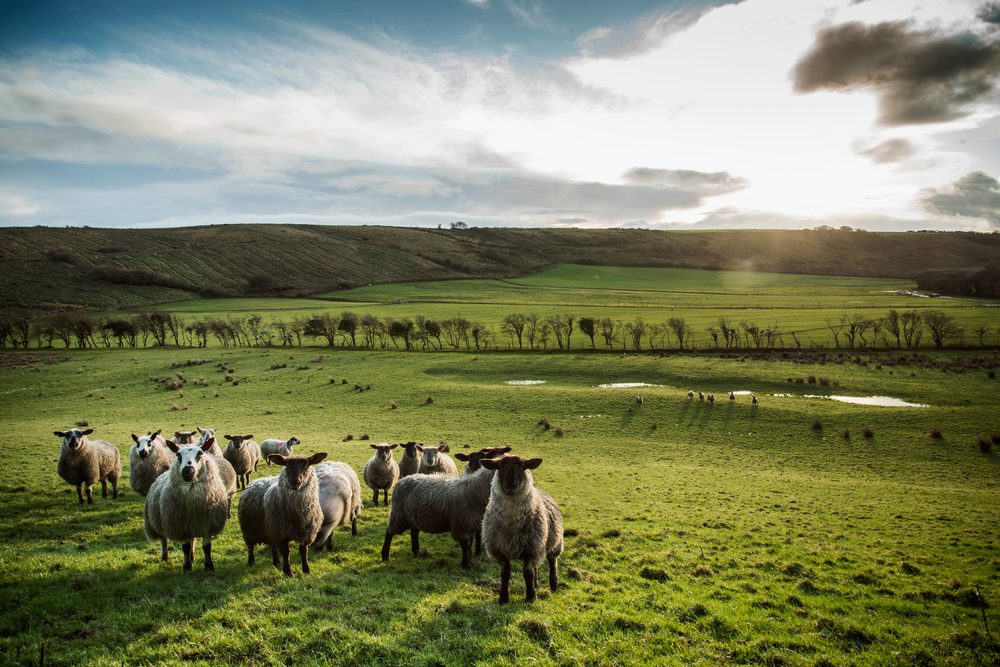 sheep in a green field in Ireland