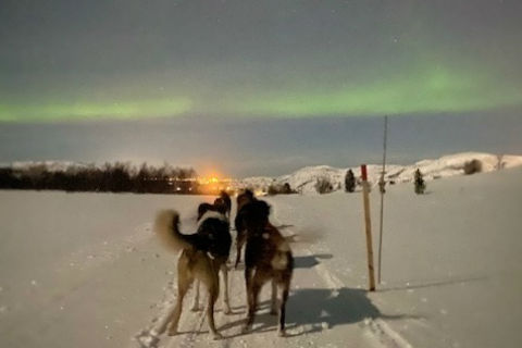 northern lights from a dog sled in Norway, with dogs in foreground and green lights in the sky