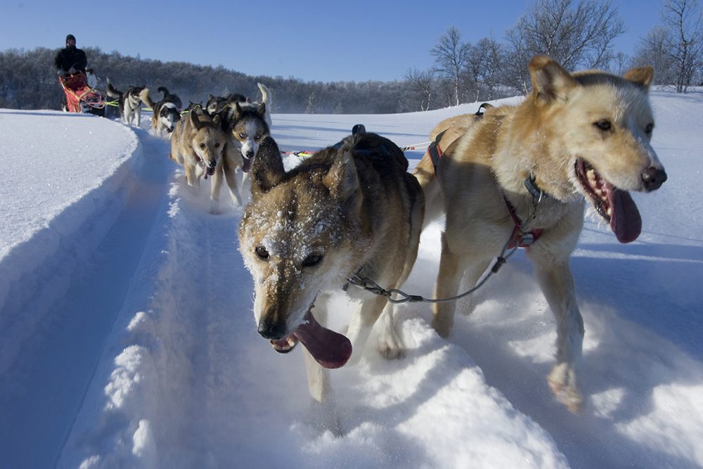 A team of husky sled dogs running on a snowy road