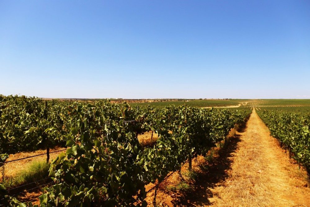 Herdade do Esporão vineyards, Alentejo Portugal