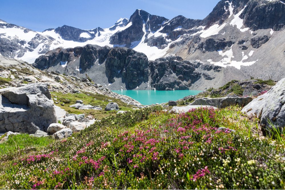 Turquoise Wedgemount Lake and wild alpine flowers, Whistler, British Columbia Canada