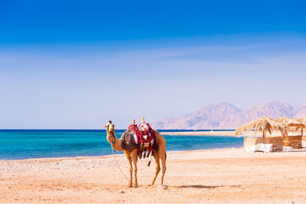Camel in the Red Sea, Egypt on a sunny day.