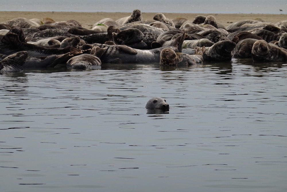 Seals in Chatham Harbour Massachusetts