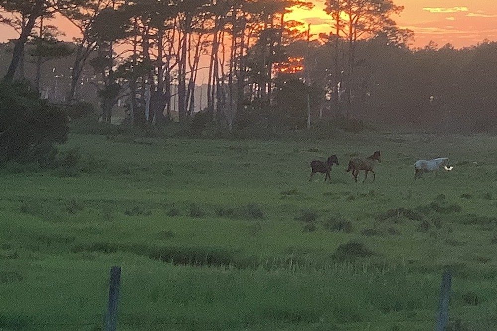 Chincoteague ponies at sunset in Virginia