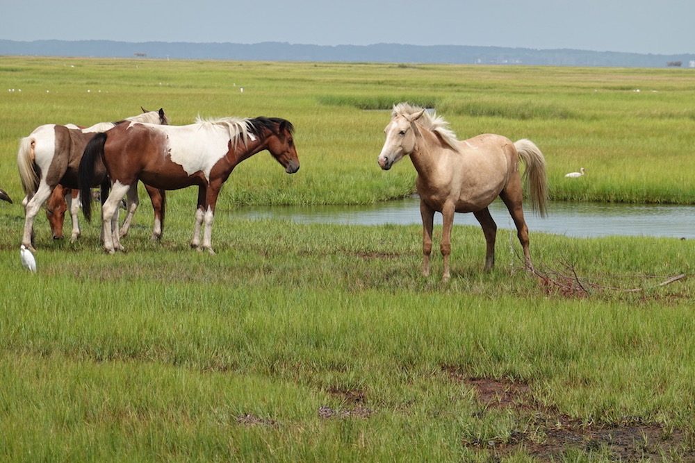 wild ponies in Chincoteague virginia