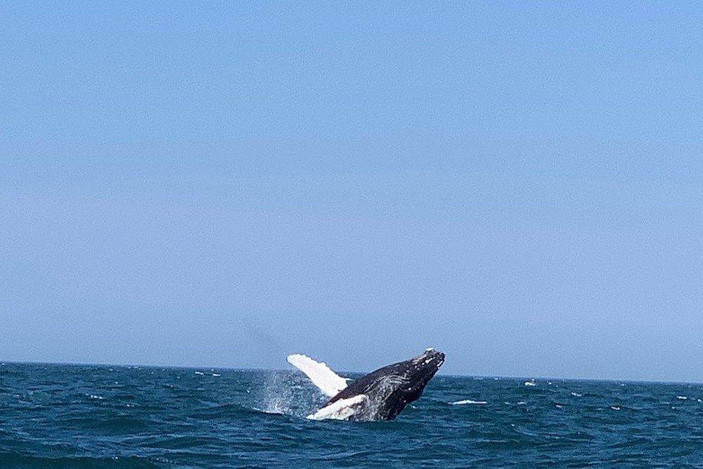 whale breaching ocean in Provincetown MA