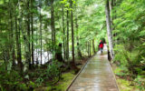 hiker on boardwalk trail surrounded by green rainforest Olympic National Park Washington state