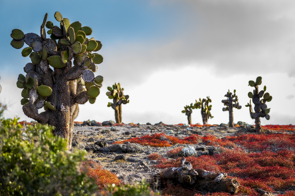 Galapagos cactus and landscape