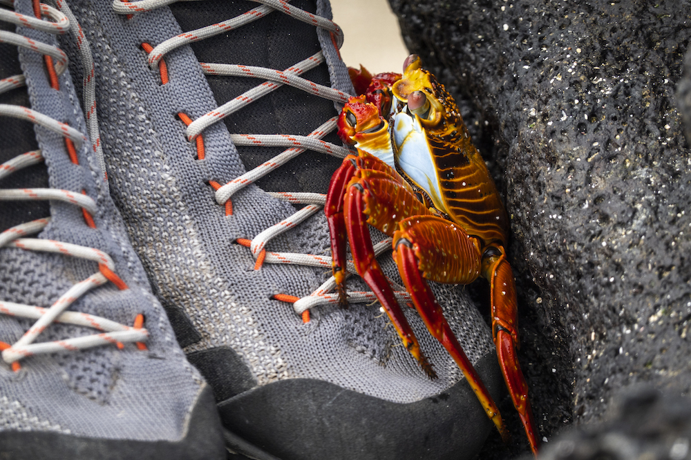 Galapagos crab on sneaker Expedition Trips