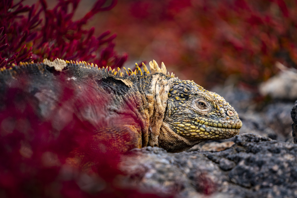 Galapagos lizard