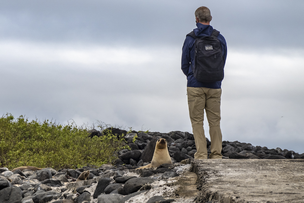 Galapagos sea lion and man staring at each other