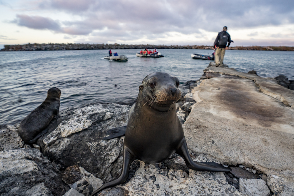 Galapagos sea lions and people in boats- covid CR Expedition Trips