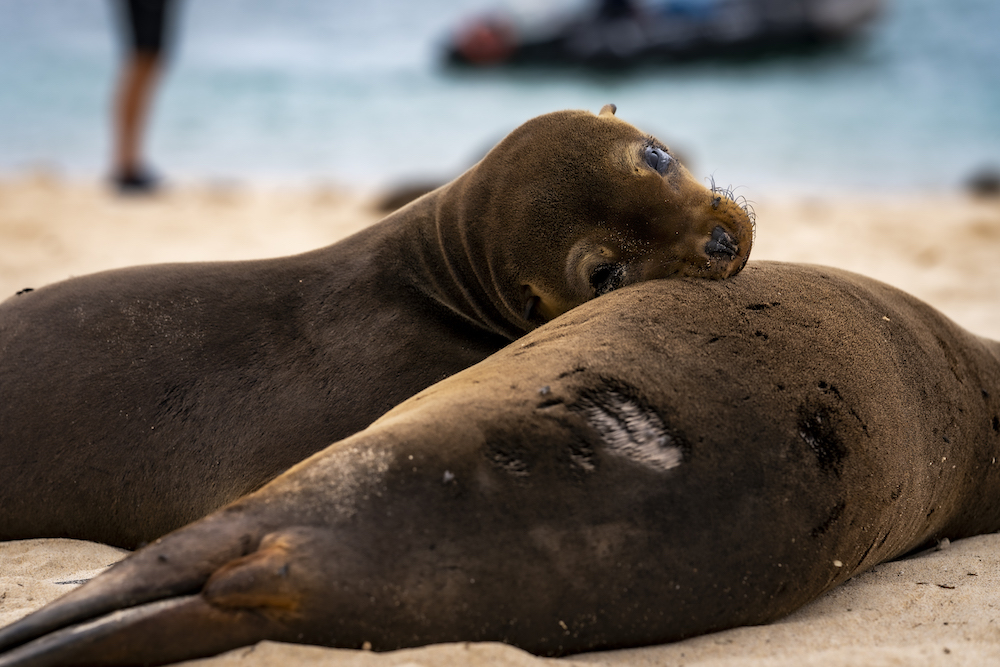 Galapagos sea lions cuddling