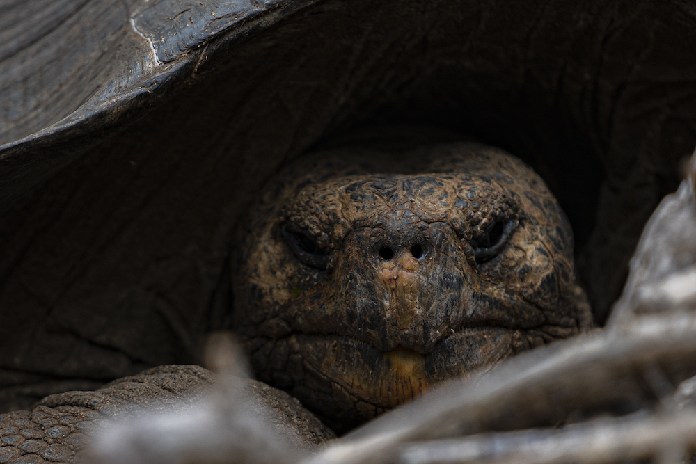 Galapagos tortoise