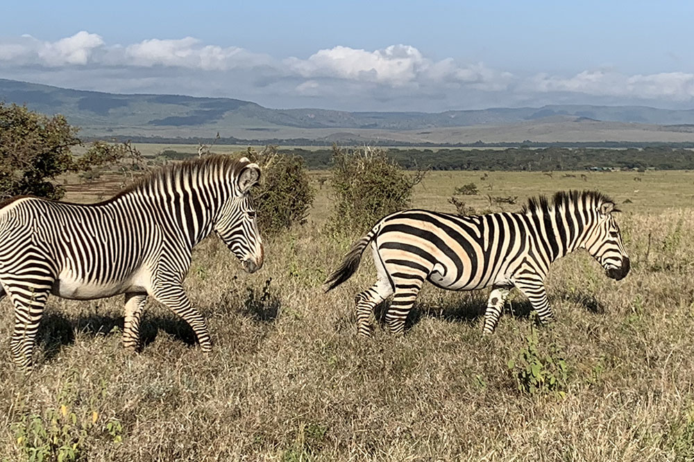zebras in Kenya savanna