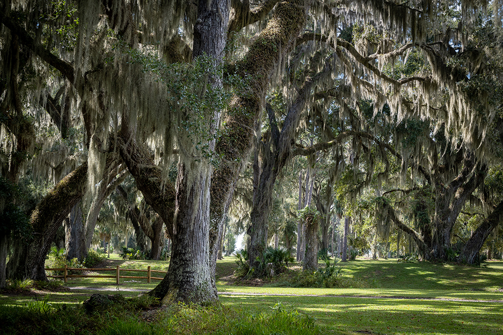 St Simons Island georgia oak trees