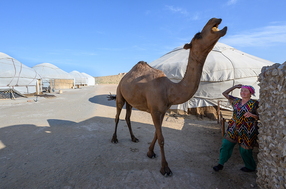 camel stealing a pumpkin at a yurt camp in Uzbekistan