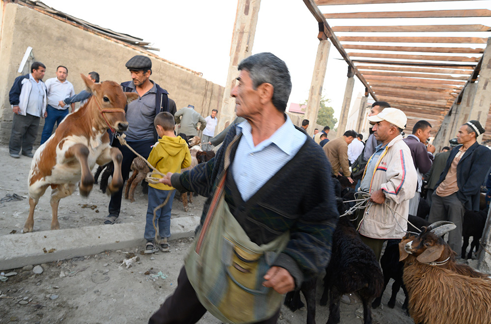  farmer brings lively bull to a market in Uzbekistan