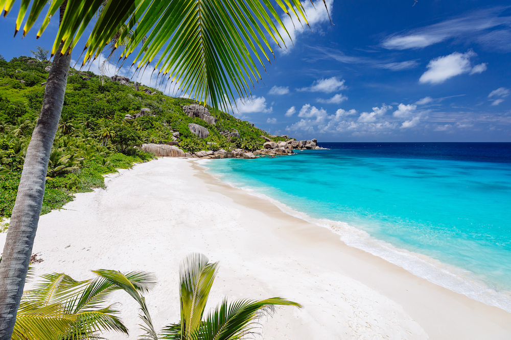 beach and palm tree on Grande Soeur Island Seychelles
