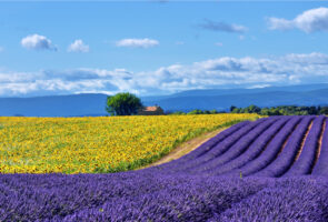Stunning rural landscape with lavender field, sunflower field and old farmhouse on background. Plateau of Valensole, Provence, France