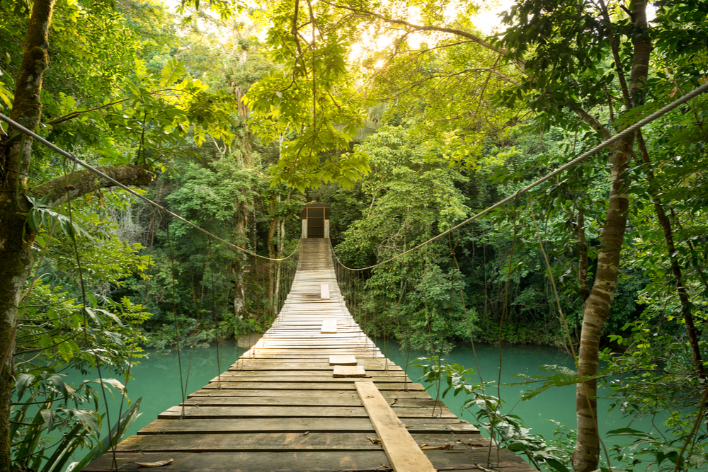 Footbridge over river in tranquil forest in Belize
