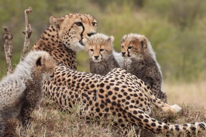 Cheetah with babies on African safari