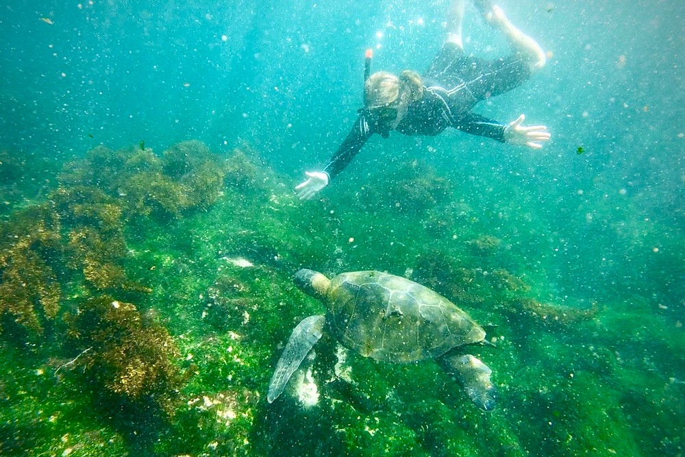 woman snorkeling underwater in Galapagos with giant tortoise