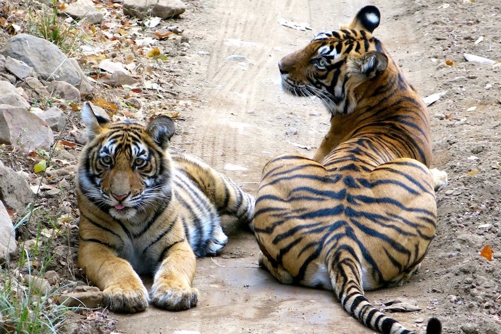 tigers sitting in a path in Ranthambhore National Park, Khem Villas India