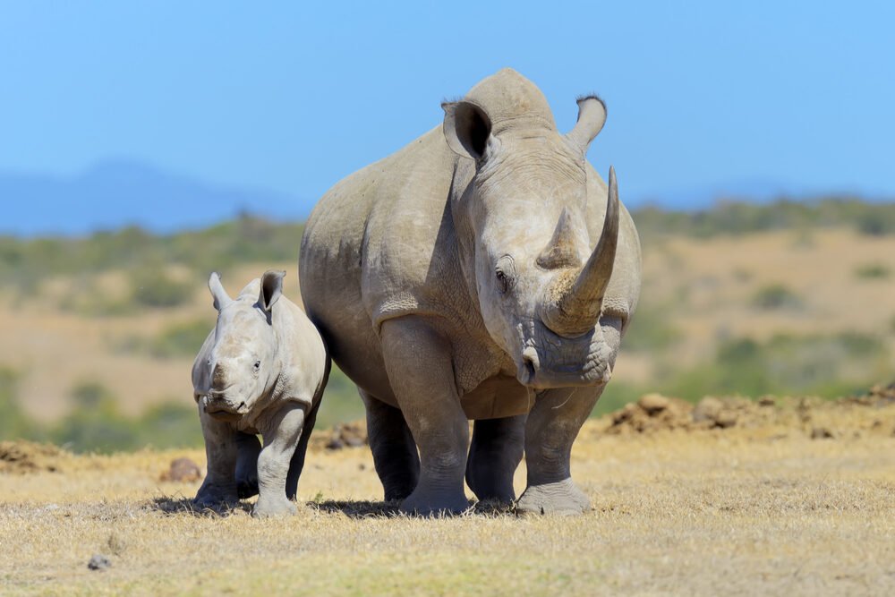 African white rhino, National park of Kenya, Africa