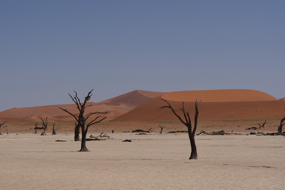 Petrified trees in Deadvlei Namibia