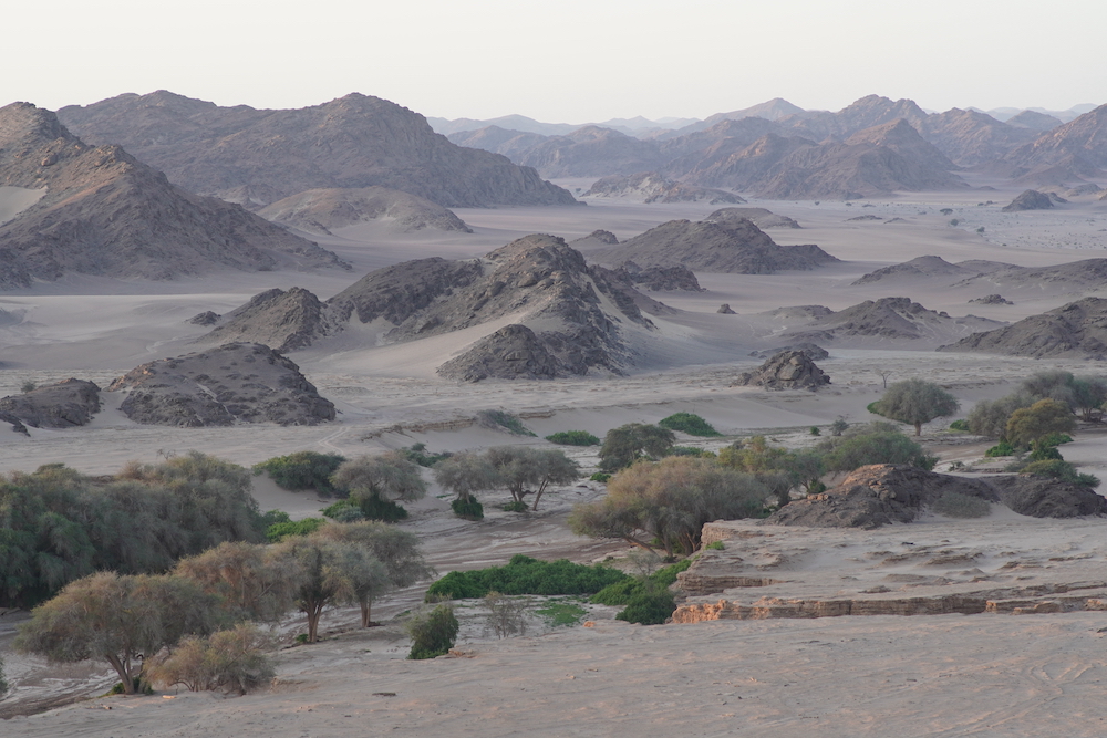 Hardy bushes and trees find water below the dry Namibiabed of the Hoanib River