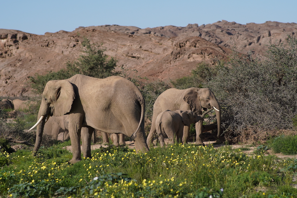 A herd of desert-adapted elephants forage for a meal Namibia safari