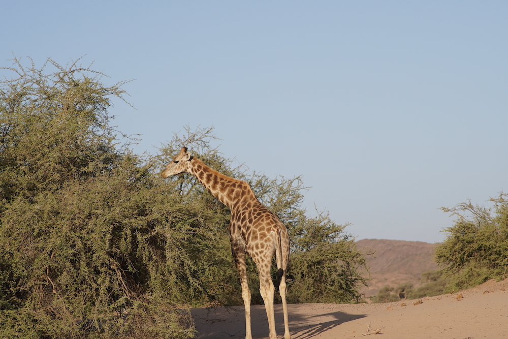 A giraffe daintily munches on an acacia tree Namibia safari