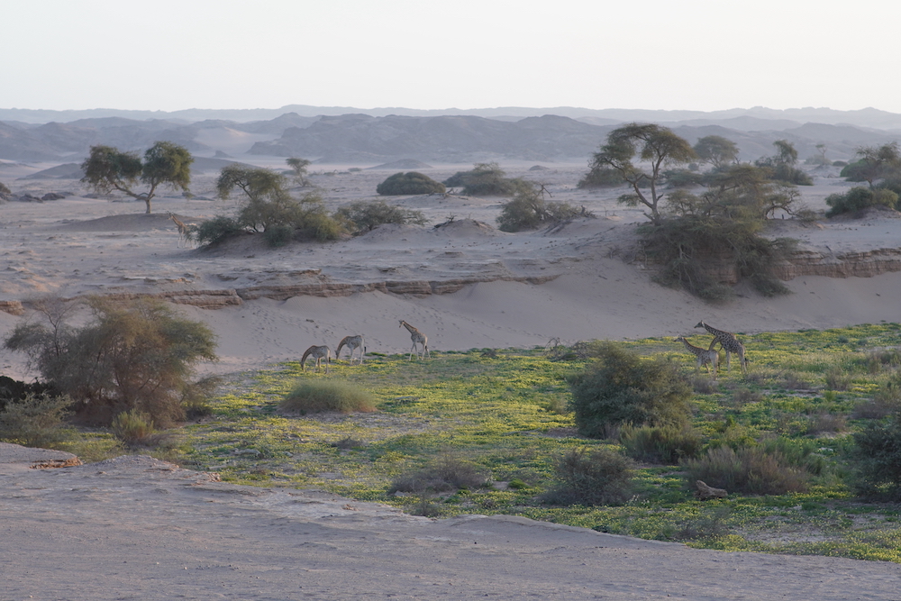 Giraffes in a dry riverbed Namibia safari