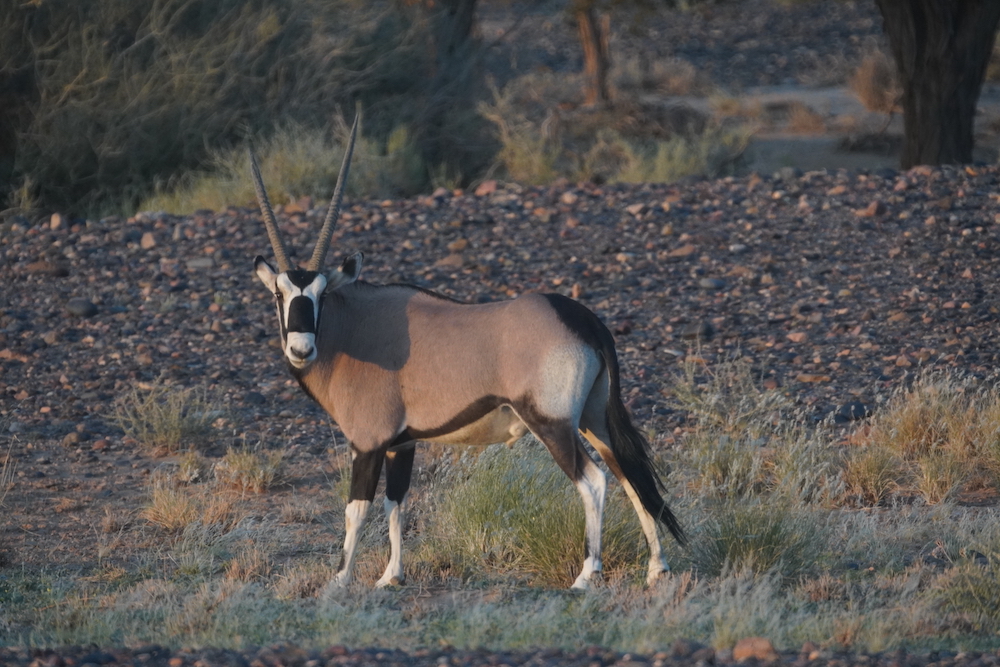 An oryx, the national animal of Namibia