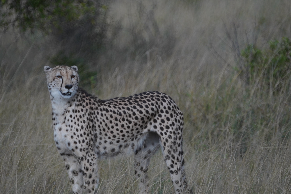 cheetah seen on safari in South Africa