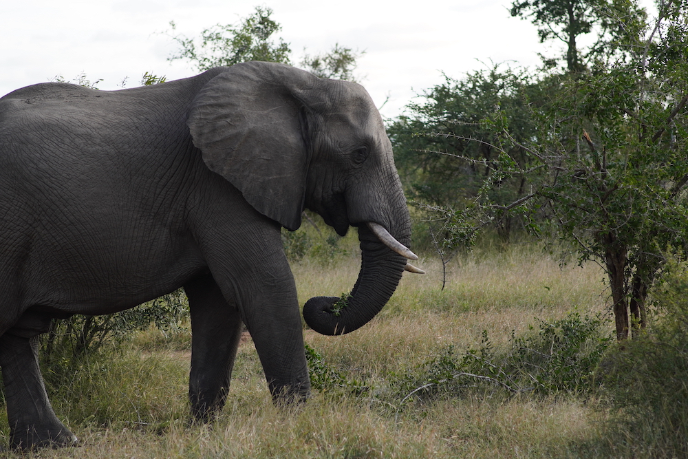 an elephant seen on safari in South Africa