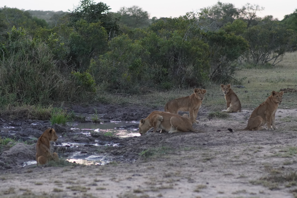 Lions drinking after a kill South African safari