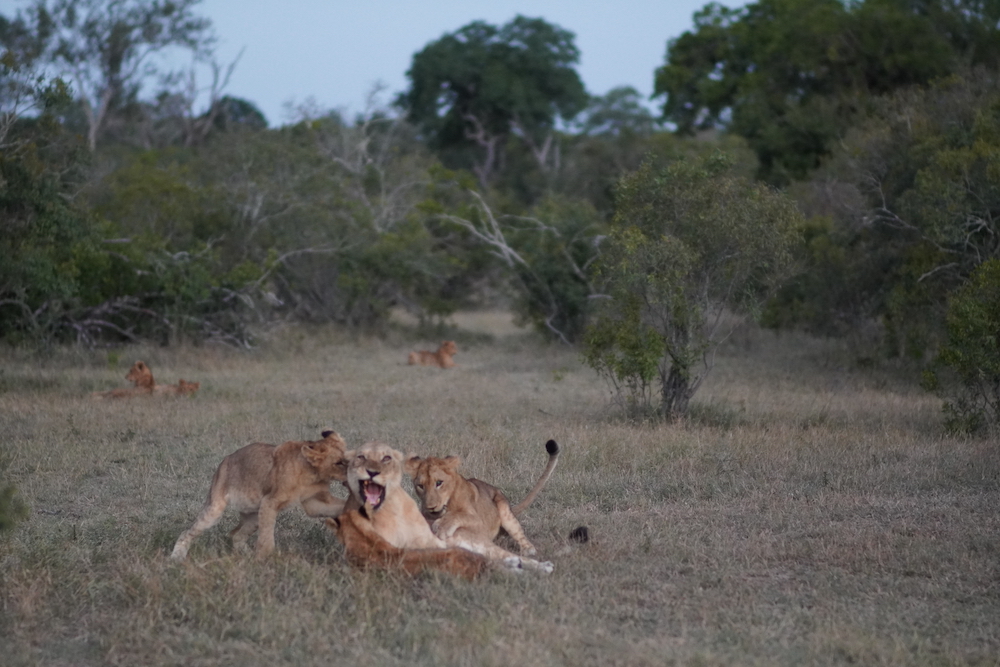 Playful lions south africa safari