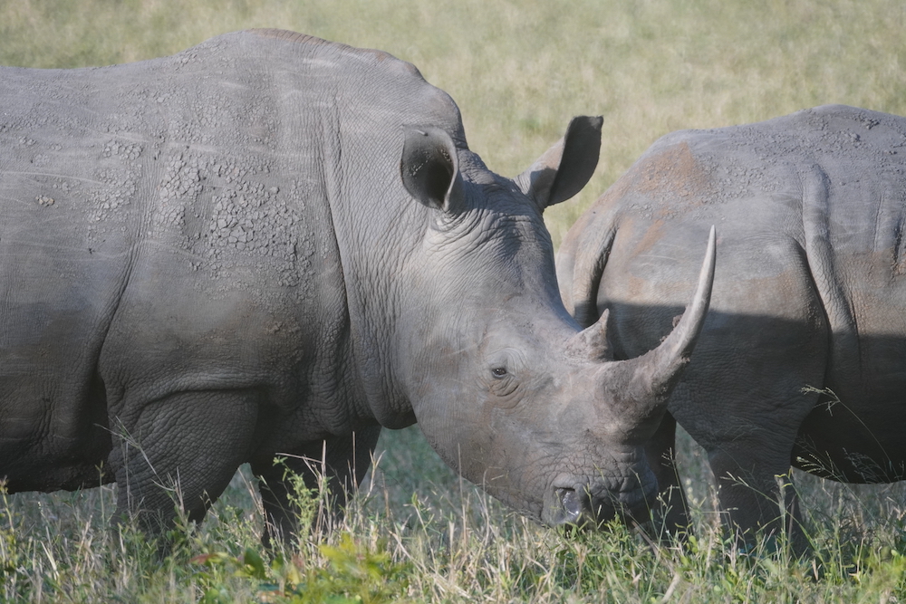 Rhinos in Sabi Sabi Private Game Reserve South Africa