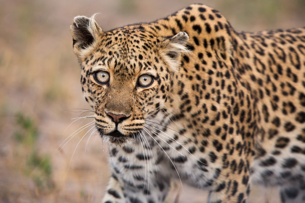 A leopard walking around at a national park in Zimbabwe