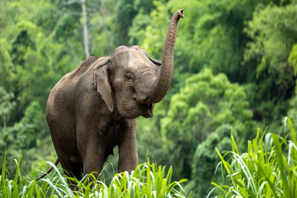 Elephant in Chiang Mai, Thailand.