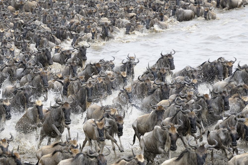 Wildebeest crossing the Mara river.