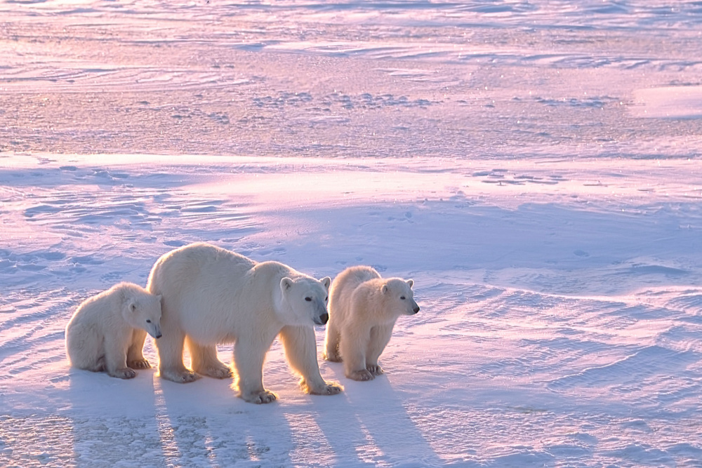 Polar bear with cubs in Canadian Arctic.