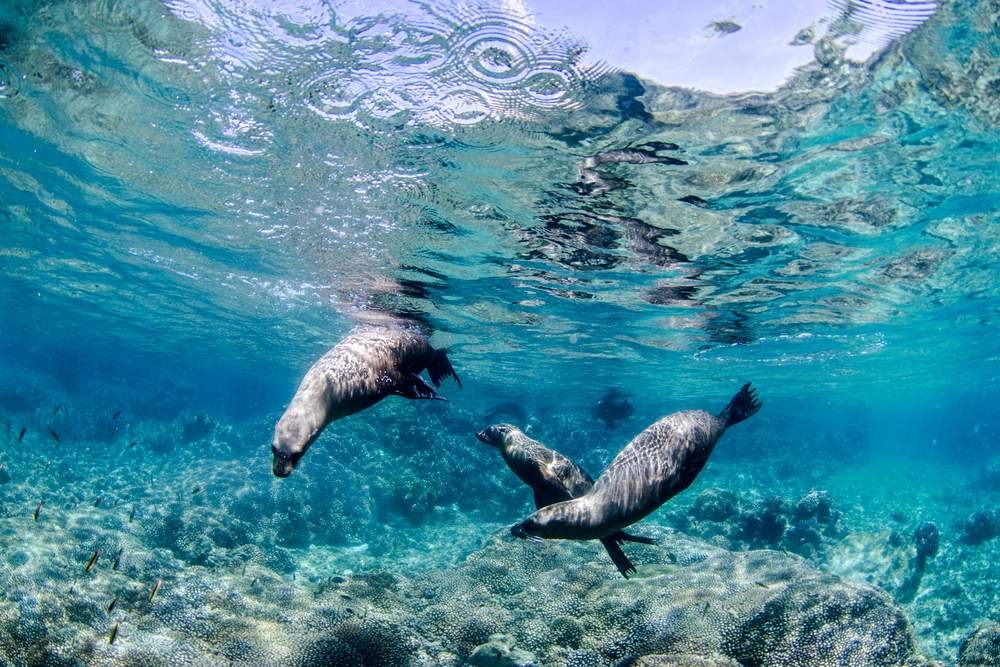 Sea lions swimming and playing, Baja California Sur, Mexico.