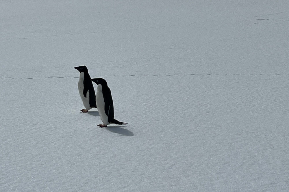 Penguins in Antarctica.